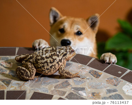 Shiba Inu puppy looks like a little fox Shiba Inu puppy looks like a little fox 76113437