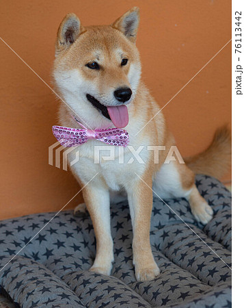Shiba Inu puppy looks like a little fox 76113442