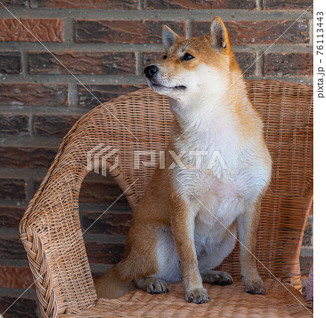 are shiba inus part fox