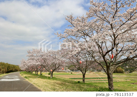 春の辰ノ口親水公園 茨城県常陸大宮市 春の辰ノ口親水公園 茨城県常陸大宮市 76113537