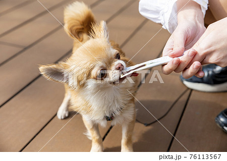 ちゅーるを食べる犬 76113567