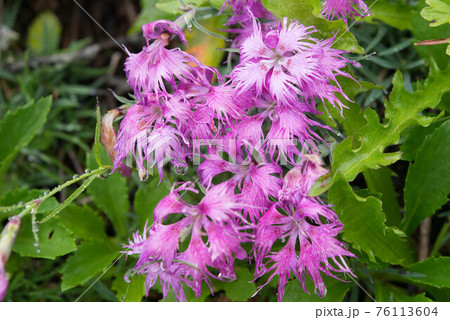 南アルプスのタカネナデシコ 76113604