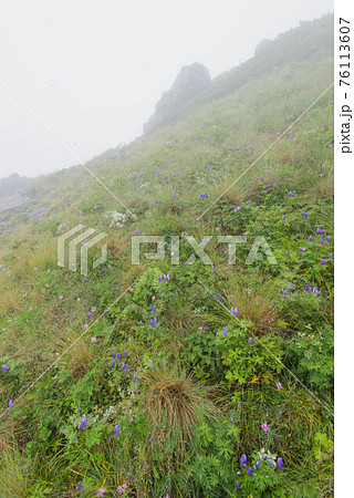 霧の中、南アルプスのタカネマツムシソウ、ミネウスユキソウなどの花畑お花畑 霧の中、南アルプスのタカネマツムシソウ、ミネウスユキソウなどの花畑お花畑 76113607