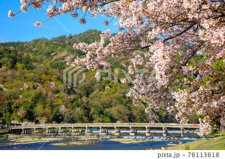 京都嵐山サクラと渡月橋 76113618