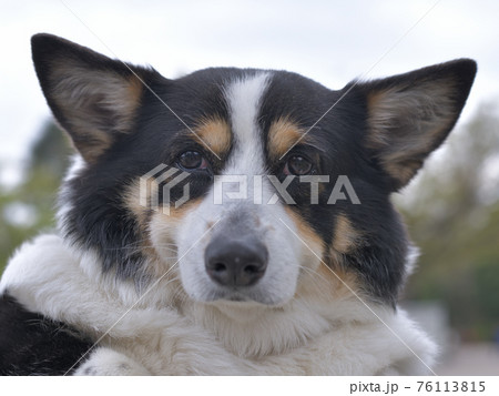 口角を上げて幸せそうな顔をした黒いコーギー犬の顔アップの写真素材