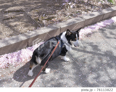ピンク色の桜の花びらの絨毯の上を散歩する黒コーギー犬 ピンク色の桜の花びらの絨毯の上を散歩する黒コーギー犬 76113822