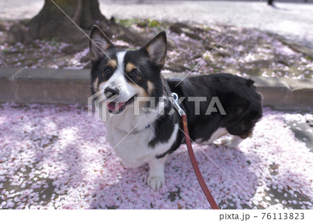 ピンク色の桜の花びらの絨毯の上を散歩する黒コーギー犬 ピンク色の桜の花びらの絨毯の上を散歩する黒コーギー犬 76113823