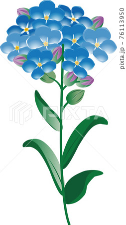 勿忘草 忘れな草 ワスレナグサ 春 花 イラスト素材のイラスト素材