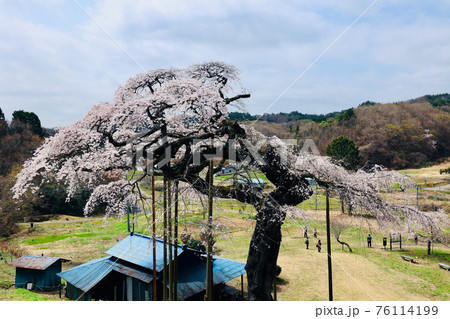 外大野のしだれ桜　茨城県大子町 76114199