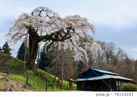外大野のしだれ桜 茨城県大子町 外大野のしだれ桜 茨城県大子町 76114201