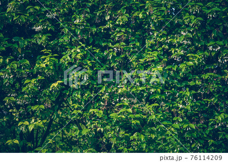 Wallpaper leaves in nature in the forest of humid summer Closeup of large philodendron leaf freshly wet after a rain, with soft lighting, shallow depth of field and selective focus 76114209