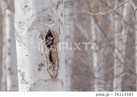 キツツキの仲間 76114385