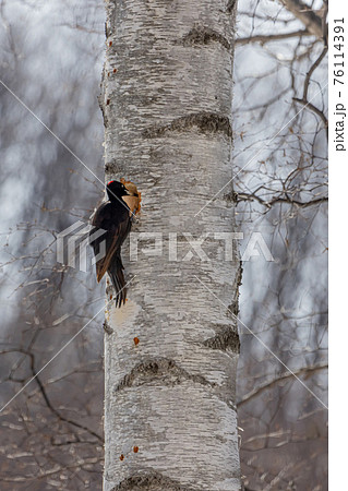 キツツキの仲間 76114391