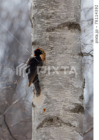 キツツキの仲間 キツツキの仲間 76114392
