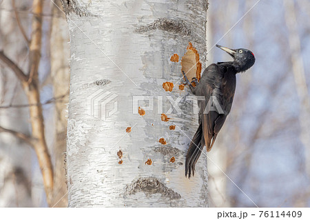 キツツキの仲間 キツツキの仲間 76114409