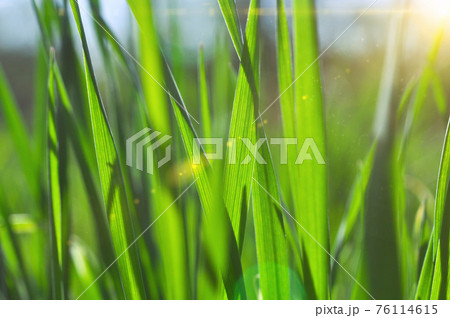 Green grass close up. Green grass close up. 76114615