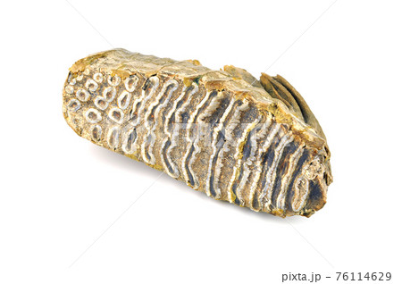Mammoth tooth isolated on white. Mammoth tooth isolated on white. 76114629
