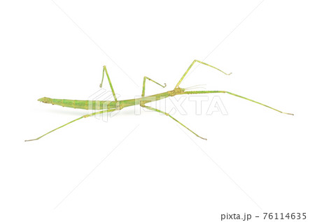 Stick Insect. 76114635