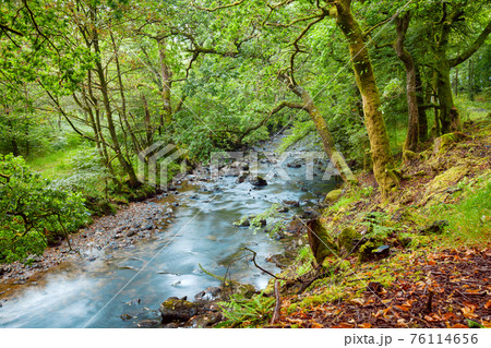 Scenic forest river in Scotland UK 76114656