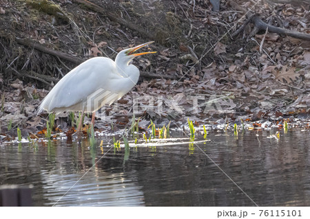 シラサギ 76115101