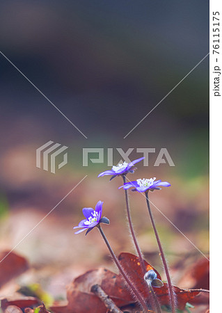 Spring flower. Beautiful colorful plant in the forest. Hepatica nobilis 76115175