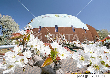 なしっこ館 梨花　青空 76115342