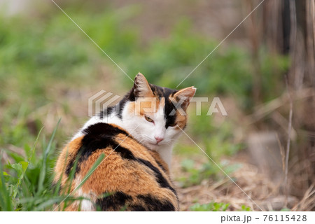 毛繕いする猫　三毛猫 76115428