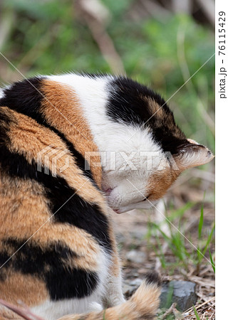 毛繕いする猫　三毛猫 76115429
