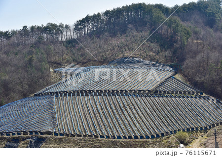 農家 高原 栽培 76115671