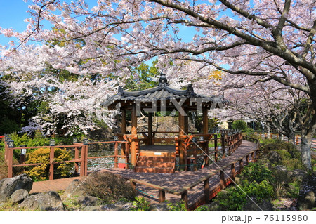 桜 梨の花 春 76115980