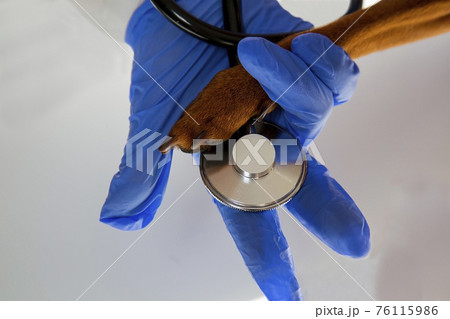 A veterinarian's hand in a medical blue glove holds a brown dog paw.  76115986