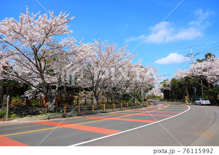 桜 一本道 小道 76115992
