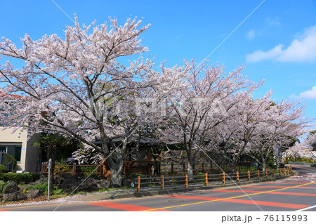 桜 一本道 小道 76115993