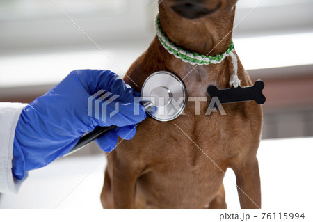 The doctor uses a stethoscope to listen to the pet's breathing. The doctor uses a stethoscope to listen to the pet's breathing. 76115994