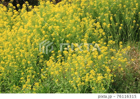 大牟田市 甘木山公園 菜の花、 大牟田市 甘木山公園 菜の花、 76116315