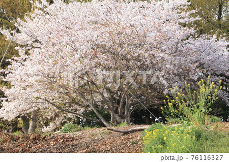 大牟田市 甘木山公園 桜、 大牟田市 甘木山公園 桜、 76116327