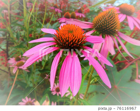 クロアチア・ザグレブ植物園にてエキナセア(ムラサキバレンギク) クロアチア・ザグレブ植物園にてエキナセア(ムラサキバレンギク) 76116967