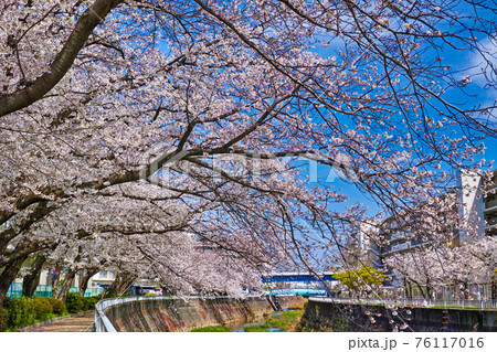 川沿いに咲く満開の桜並木を下から写した風景の写真素材
