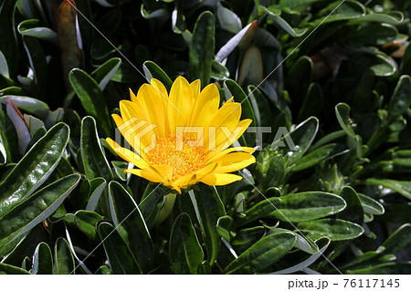 ガザニア リネアリス種 の花 グランドカバー向きの草花の写真素材