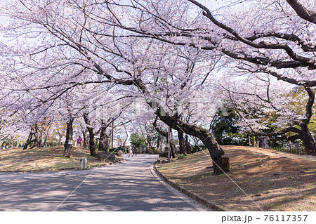 飛鳥山公園のサクラ 飛鳥山公園のサクラ 76117357