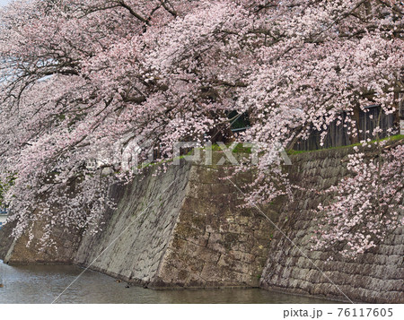 新発田城の石垣と桜 76117605