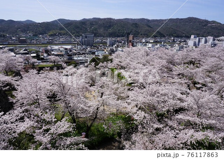 岡山県津山市にあるさくら名所100選のひとつ「鶴山公園（津山城趾）」：本丸から見る津山市街 76117863