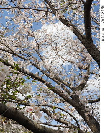 春イメージ(桜の花) 春イメージ(桜の花) 76118196