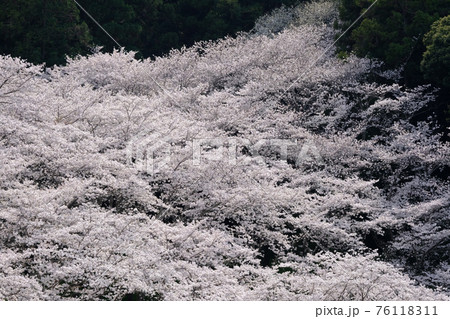 春イメージ 桜 春イメージ 桜 76118311