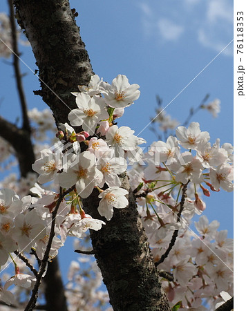 春イメージ(桜の花) 春イメージ(桜の花) 76118353