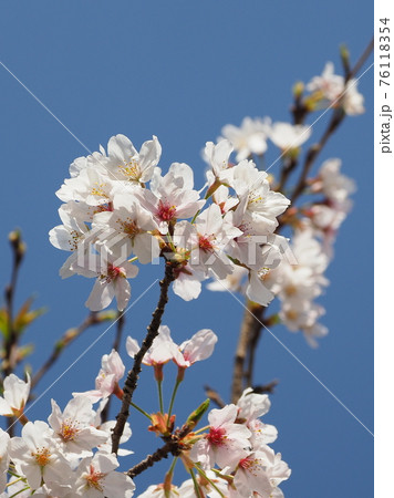 春イメージ（桜の花） 76118354