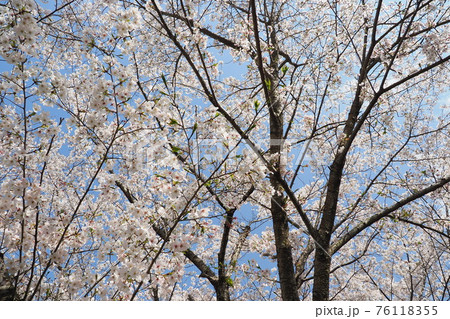 春イメージ(桜の花) 春イメージ(桜の花) 76118355