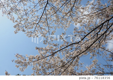 春イメージ(桜の花) 春イメージ(桜の花) 76118356