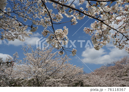 春イメージ(桜の花) 春イメージ(桜の花) 76118367