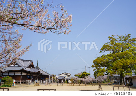 桜 長尾寺(四国八十八ヶ所霊場第87番札所) 桜 長尾寺(四国八十八ヶ所霊場第87番札所) 76118405